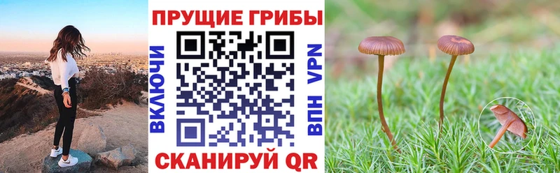 как найти закладки  Новомосковск  Галлюциногенные грибы Cubensis 